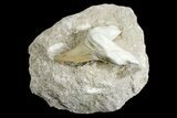 Eocene Otodus Shark Tooth Fossil in Rock - Huge Tooth! #171293-1